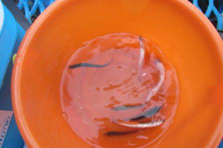 オリジナルメーカー海づり公園(市原市海づり施設) 釣果