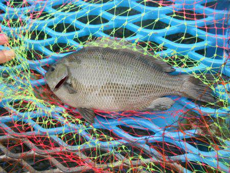 オリジナルメーカー海づり公園(市原市海づり…