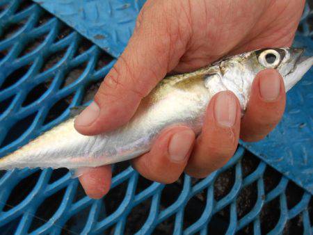 オリジナルメーカー海づり公園(市原市海づり施設) 釣果