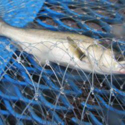 オリジナルメーカー海づり公園(市原市海づり施設) 釣果