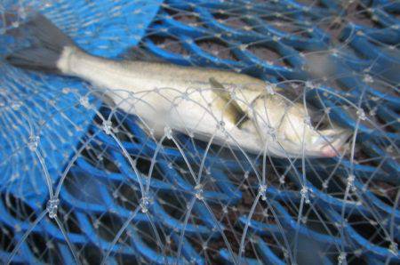 オリジナルメーカー海づり公園(市原市海づり施設) 釣果