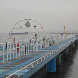 オリジナルメーカー海づり公園(市原市海づり施設) 釣果