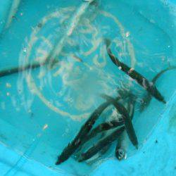 オリジナルメーカー海づり公園(市原市海づり施設) 釣果