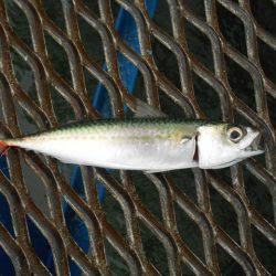 オリジナルメーカー海づり公園(市原市海づり施設) 釣果