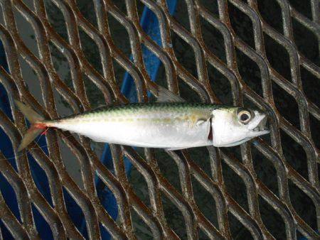 オリジナルメーカー海づり公園(市原市海づり…