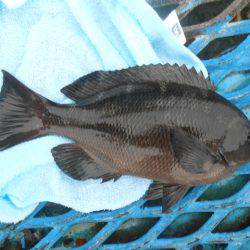 オリジナルメーカー海づり公園(市原市海づり施設) 釣果