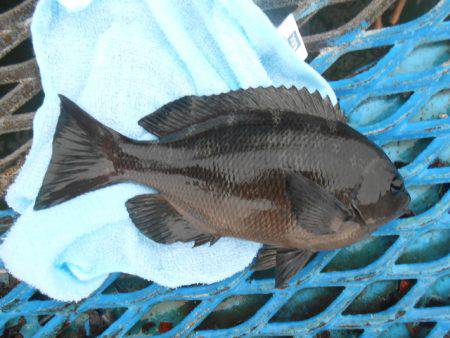 オリジナルメーカー海づり公園(市原市海づり施設) 釣果