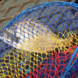 オリジナルメーカー海づり公園(市原市海づり施設) 釣果