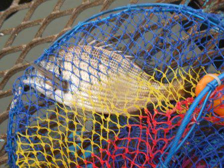 オリジナルメーカー海づり公園(市原市海づり施設) 釣果