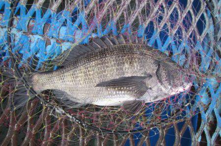 オリジナルメーカー海づり公園(市原市海づり施設) 釣果