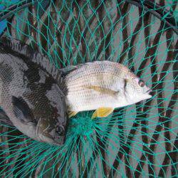 オリジナルメーカー海づり公園(市原市海づり施設) 釣果