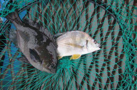 オリジナルメーカー海づり公園(市原市海づり施設) 釣果