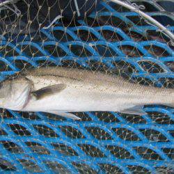 オリジナルメーカー海づり公園(市原市海づり施設) 釣果