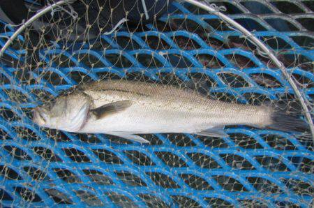オリジナルメーカー海づり公園(市原市海づり施設) 釣果