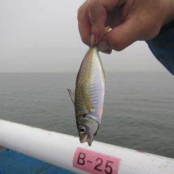 オリジナルメーカー海づり公園(市原市海づり施設) 釣果