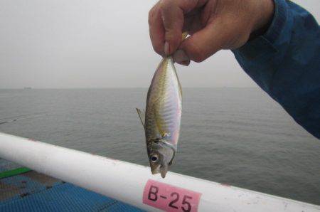 オリジナルメーカー海づり公園(市原市海づり施設) 釣果