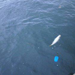 大阪南港海つり公園 釣果