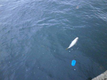 大阪南港海つり公園 釣果