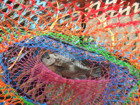 オリジナルメーカー海づり公園(市原市海づり施設) 釣果