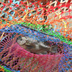 オリジナルメーカー海づり公園(市原市海づり施設) 釣果