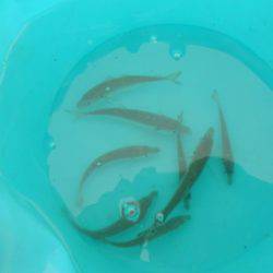 オリジナルメーカー海づり公園(市原市海づり施設) 釣果