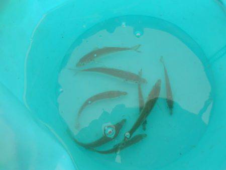 オリジナルメーカー海づり公園(市原市海づり施設) 釣果