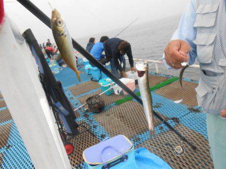 オリジナルメーカー海づり公園(市原市海づり施設) 釣果