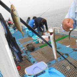 オリジナルメーカー海づり公園(市原市海づり施設) 釣果