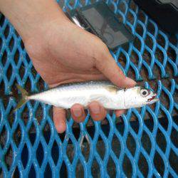 オリジナルメーカー海づり公園(市原市海づり施設) 釣果