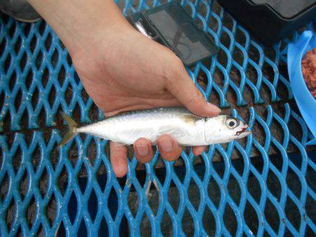 オリジナルメーカー海づり公園(市原市海づり施設) 釣果