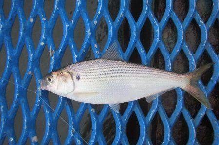 オリジナルメーカー海づり公園(市原市海づり施設) 釣果