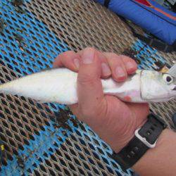 オリジナルメーカー海づり公園(市原市海づり施設) 釣果