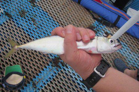 オリジナルメーカー海づり公園(市原市海づり施設) 釣果