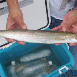 オリジナルメーカー海づり公園(市原市海づり施設) 釣果
