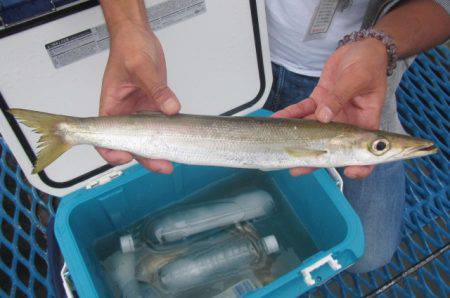 オリジナルメーカー海づり公園(市原市海づり施設) 釣果