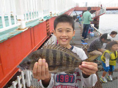尼崎市立魚つり公園 釣果
