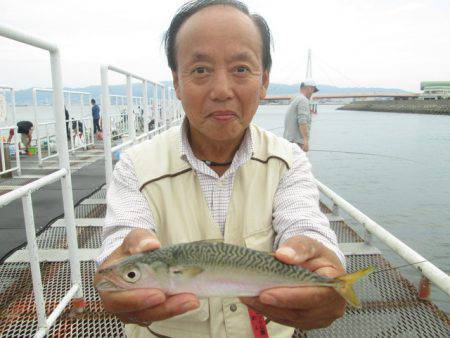 尼崎市立魚つり公園 釣果