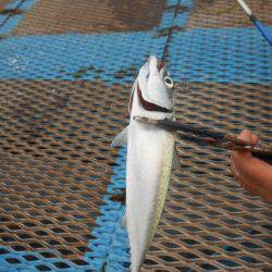 オリジナルメーカー海づり公園(市原市海づり施設) 釣果