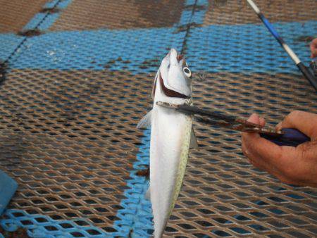 オリジナルメーカー海づり公園(市原市海づり…