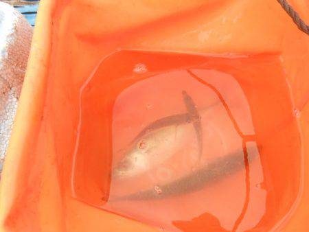 オリジナルメーカー海づり公園(市原市海づり施設) 釣果