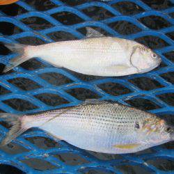 オリジナルメーカー海づり公園(市原市海づり施設) 釣果