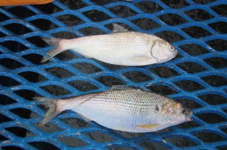 オリジナルメーカー海づり公園(市原市海づり施設) 釣果