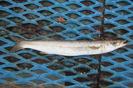 オリジナルメーカー海づり公園(市原市海づり施設) 釣果