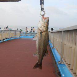 オリジナルメーカー海づり公園(市原市海づり施設) 釣果