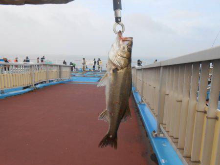 オリジナルメーカー海づり公園(市原市海づり施設) 釣果