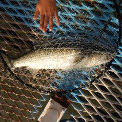 オリジナルメーカー海づり公園(市原市海づり施設) 釣果