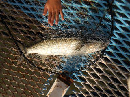 オリジナルメーカー海づり公園(市原市海づり施設) 釣果
