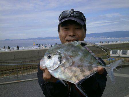 大阪南港海つり公園 釣果
