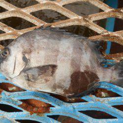 オリジナルメーカー海づり公園(市原市海づり施設) 釣果