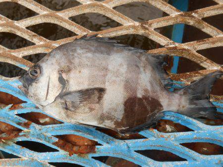 オリジナルメーカー海づり公園(市原市海づり施設) 釣果